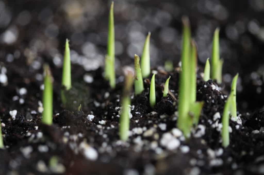 potted calla lilies with foliage sprouting in potting soil