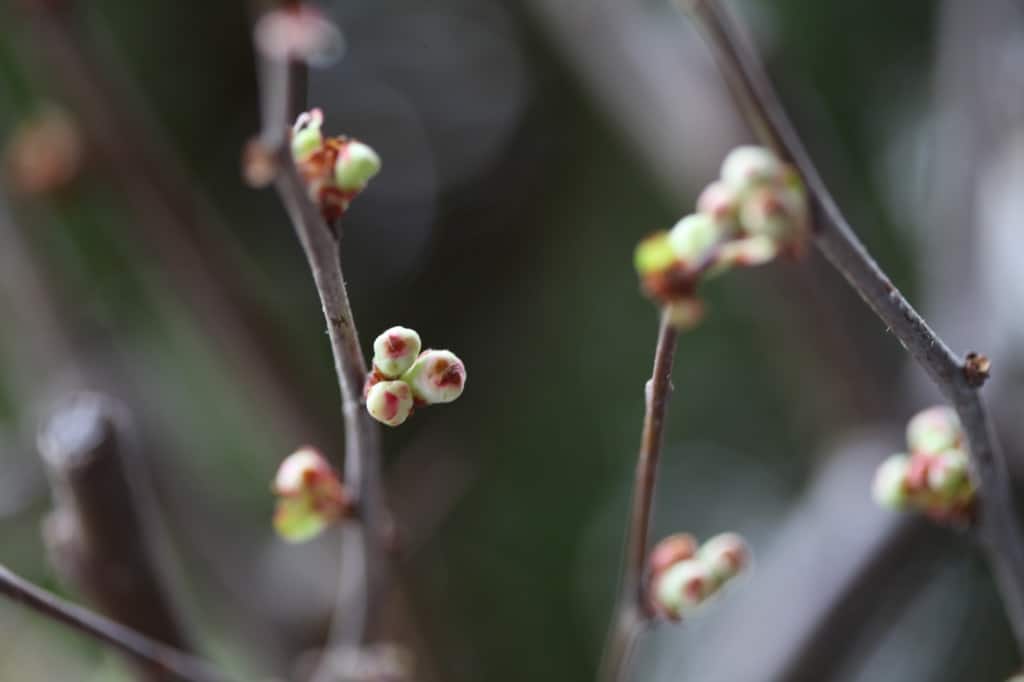 branches with lots of buds- flowering quince