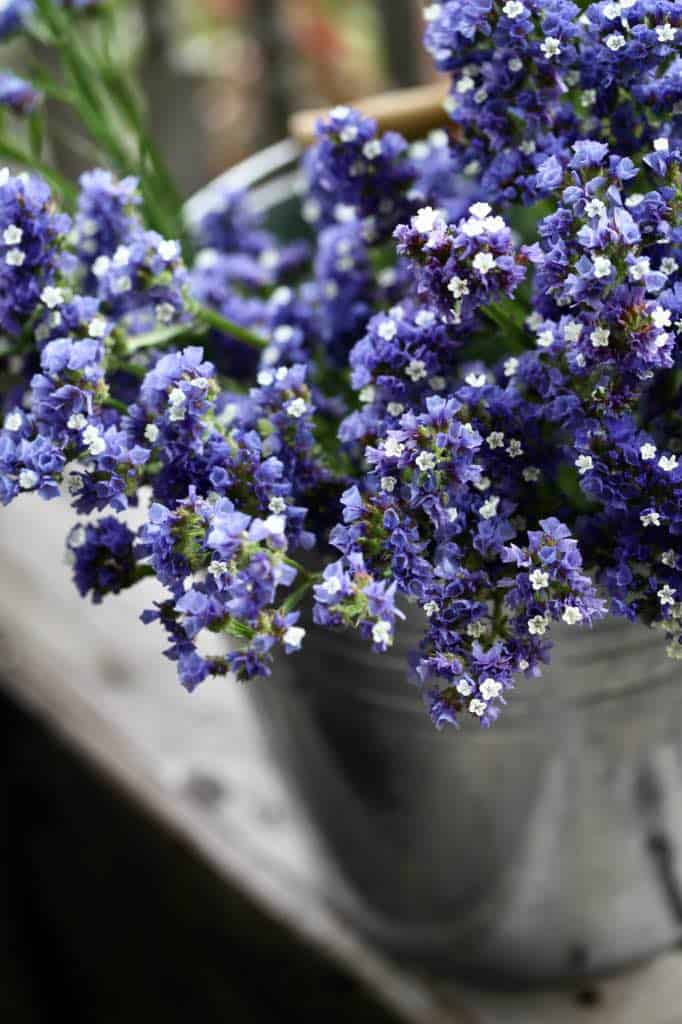 purple statice flowers in a metal bucket