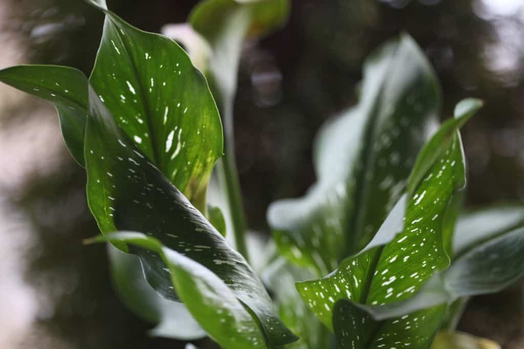 potted calla lilies have smooth green leaves