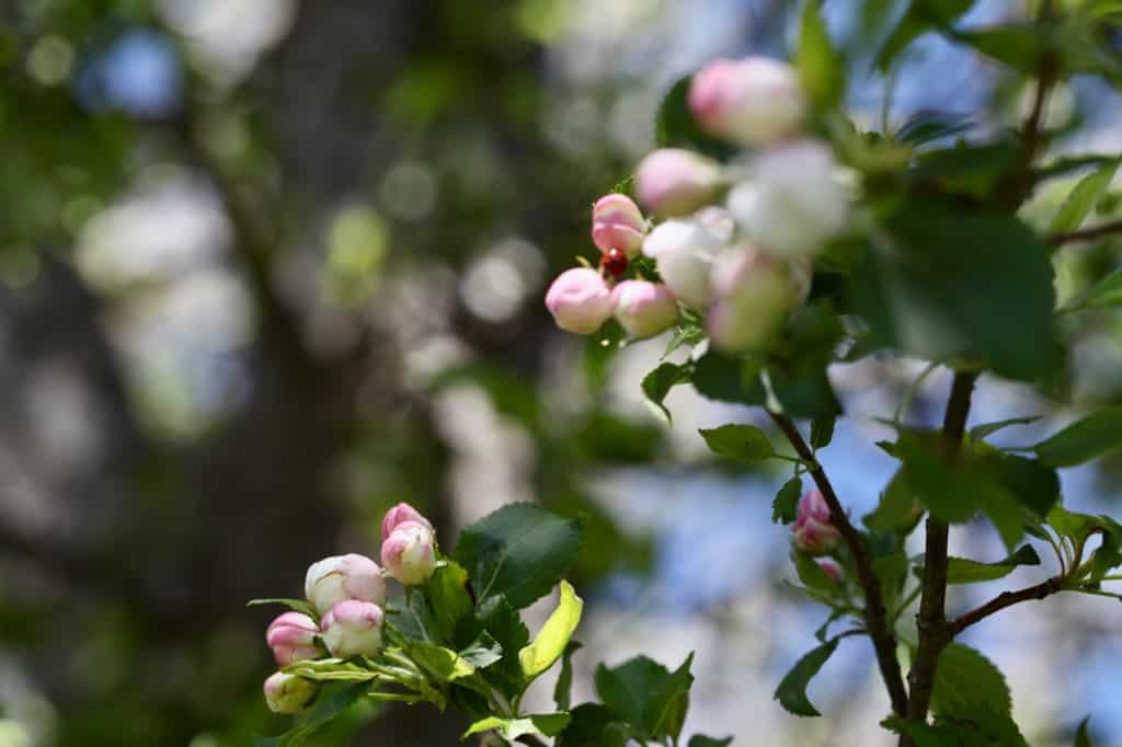 crab apple blossoms