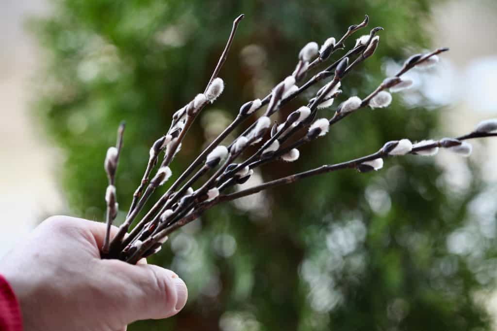 a hand holding pussy willow branches