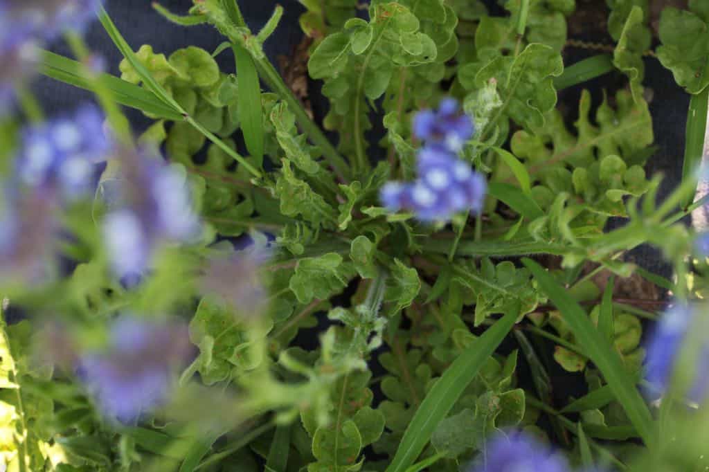 plant basal rosette showing where to cut the stems