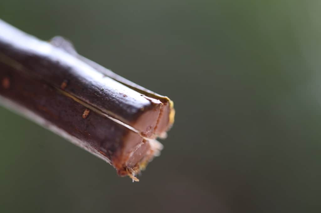 end of a branch showing how to cut up the stem