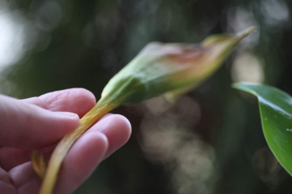 a hand holding a spent calla lily flower