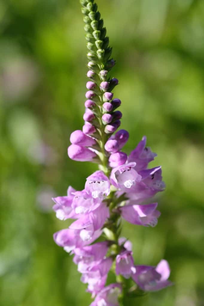 a pink obedient plant bloom