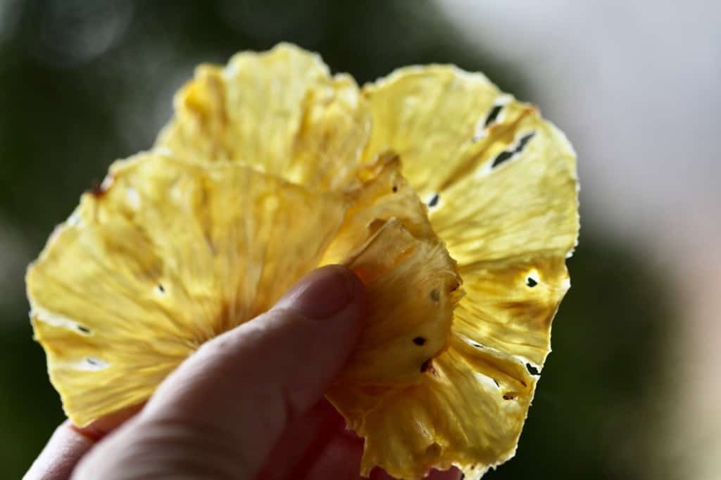 a hand holding dehydrated pineapple pieces done in the air fryer