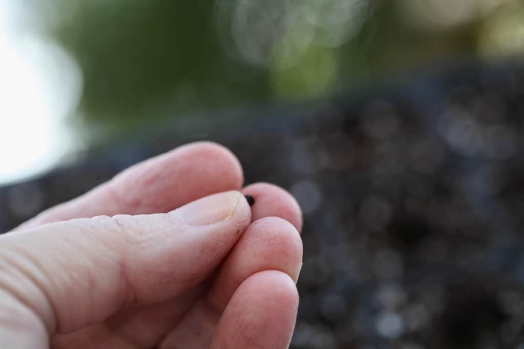 a hand holding a small black allium seed