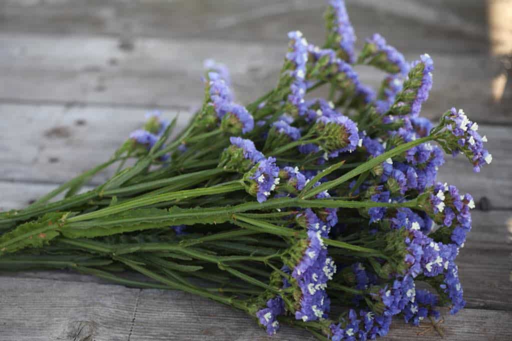 a bouquet of fresh purple flowers 