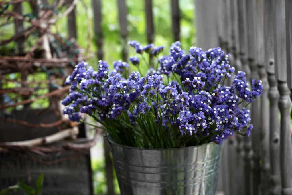 purple statice in a metal bucket