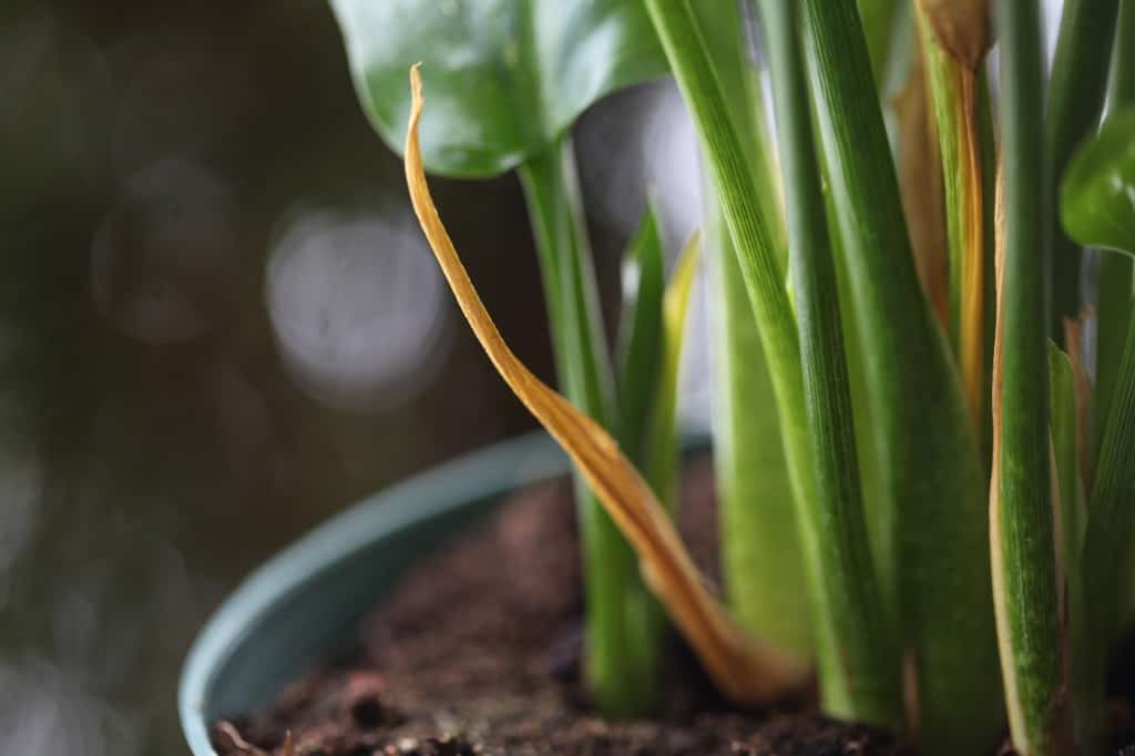 fading and yellowed leaves on potted calla lilies