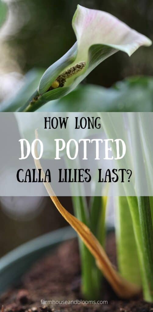 pinterest pin for blog post on how long do potted calla lilies last