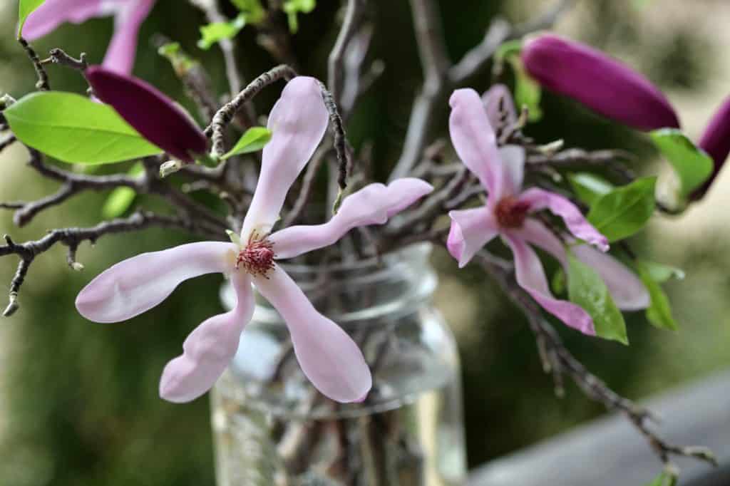 flowering magnolia forced branches in a mason jar