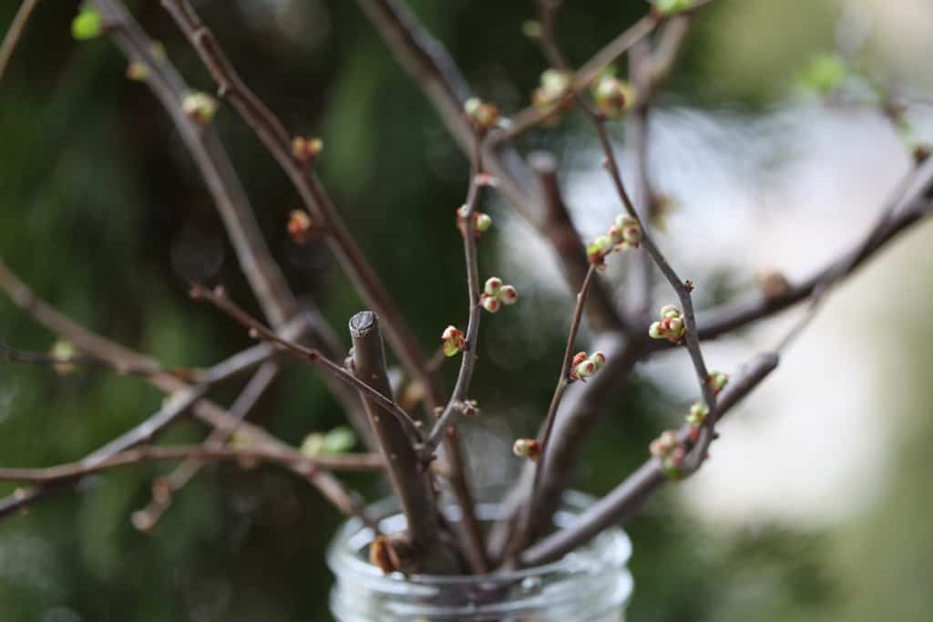 quince branches with swelling buds