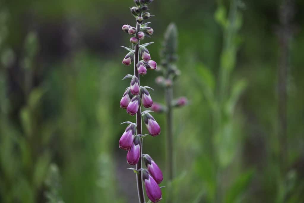 foxglove spiked bloom 