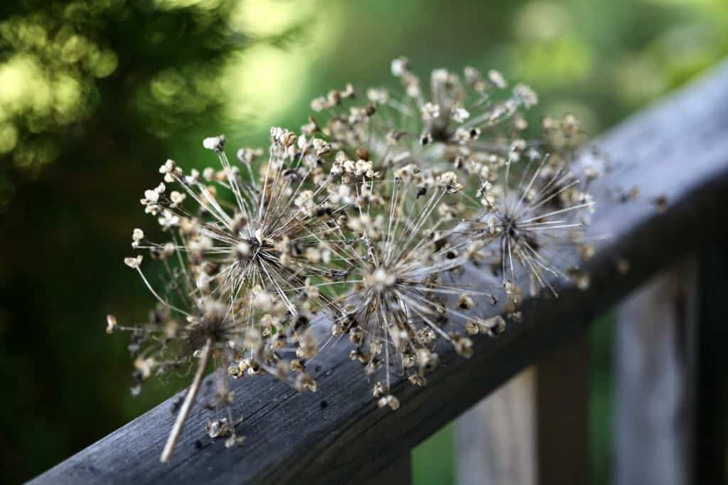 allium seed heads on a grey wooden railing