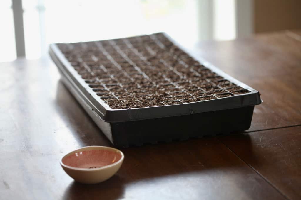 a cell tray being prepared for planting bergamot seeds