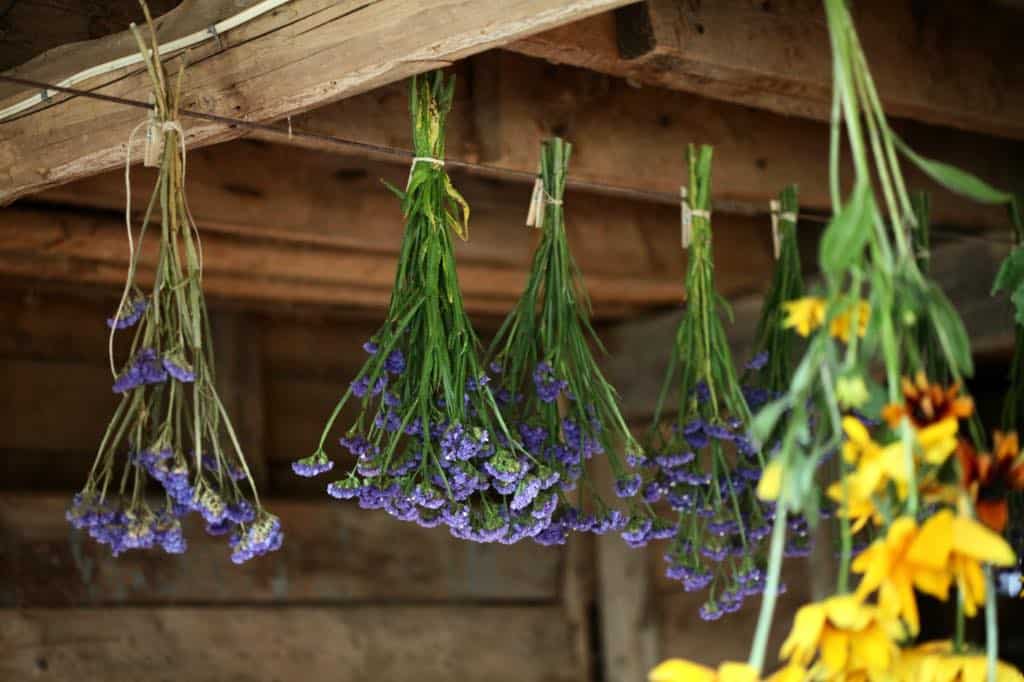 hanging purple statice in bunches to dry