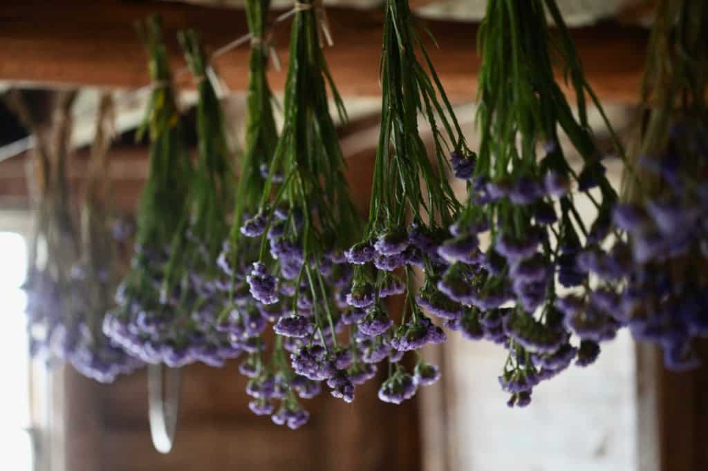 hanging bunches of purple statice to dry