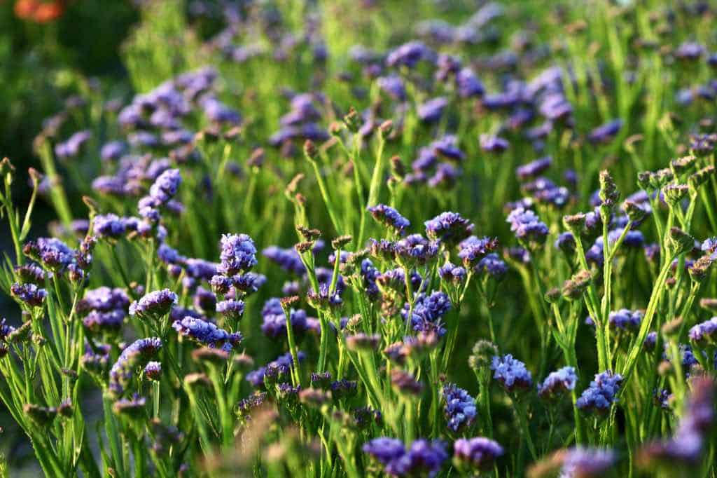 purple statice flowers growing in the garden