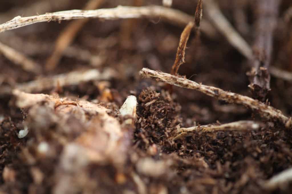  a white sprout on a calla lily rhizome that has been dormant in a pot for over two months