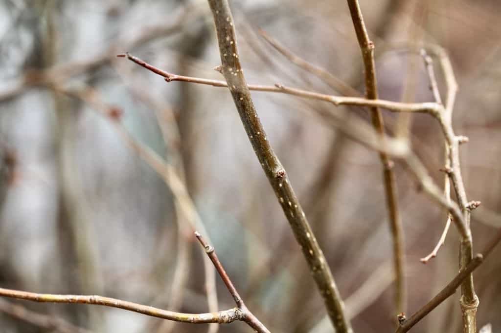 brown branches in the garden