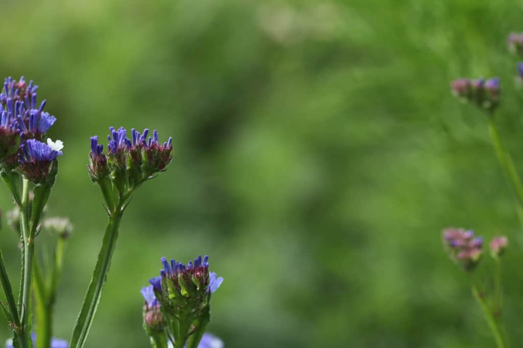 immature statice flower heads against a blurred green background