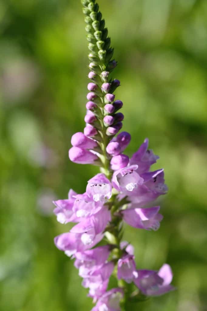 pink obedient plant blooms