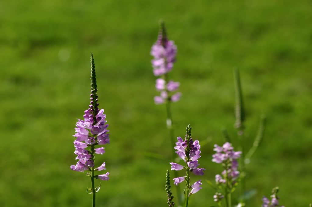 pink obedient plant blooms against a blurred green background