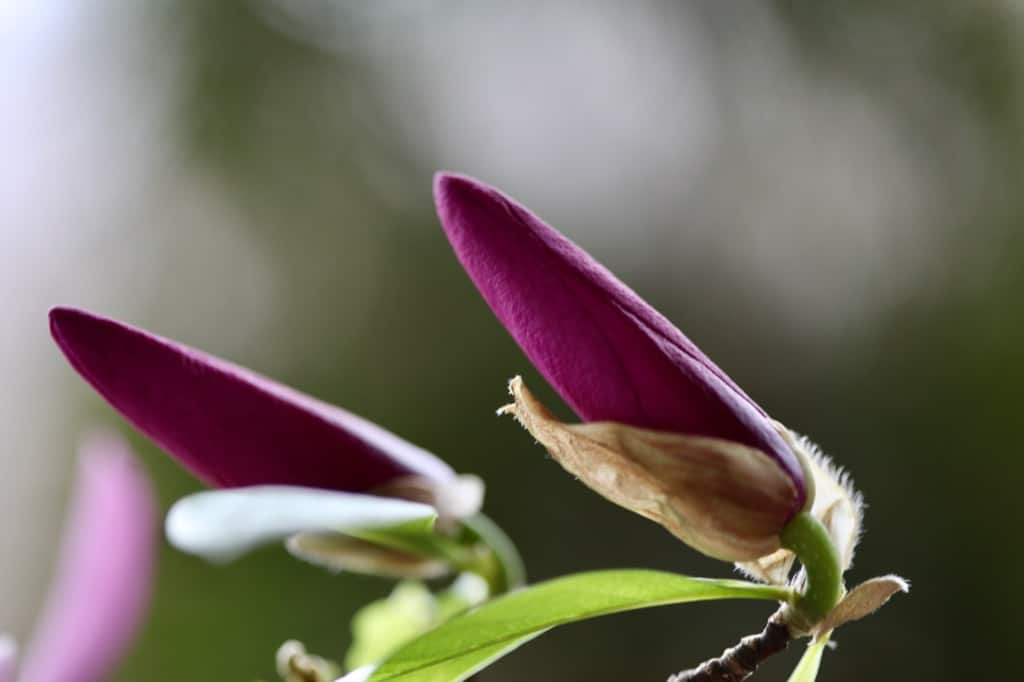 forcing flowering branches with pink magnolia buds