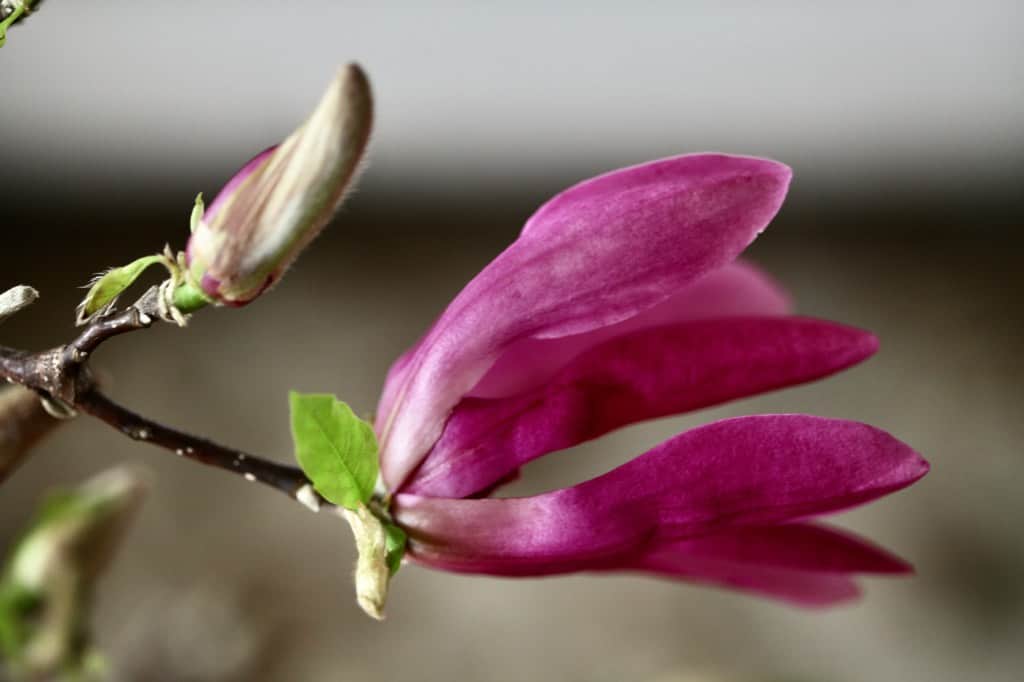 pink magnolia blooms transforming from buds to open flowers