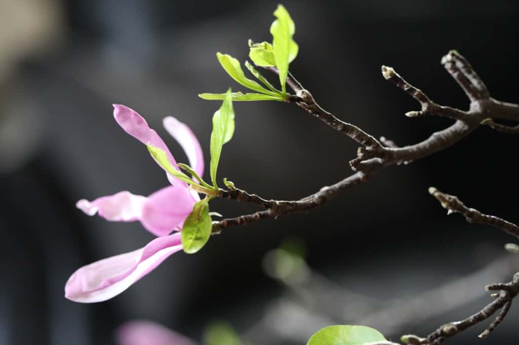 a pink magnolia flower from a forcing flowering branches