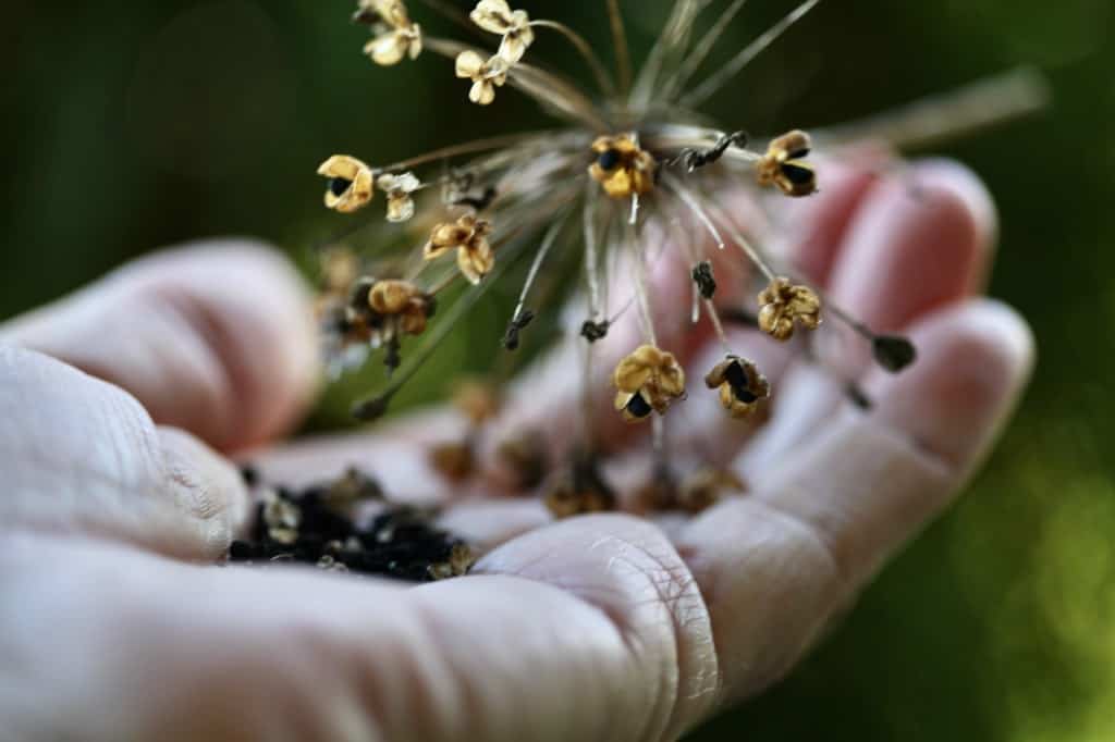 a hand holding seeds falling from an allium seed head