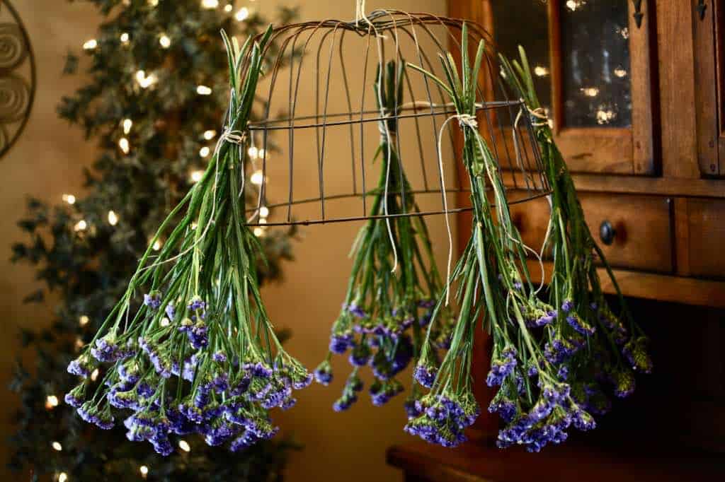 purple statice hanging to dry from a wire rack