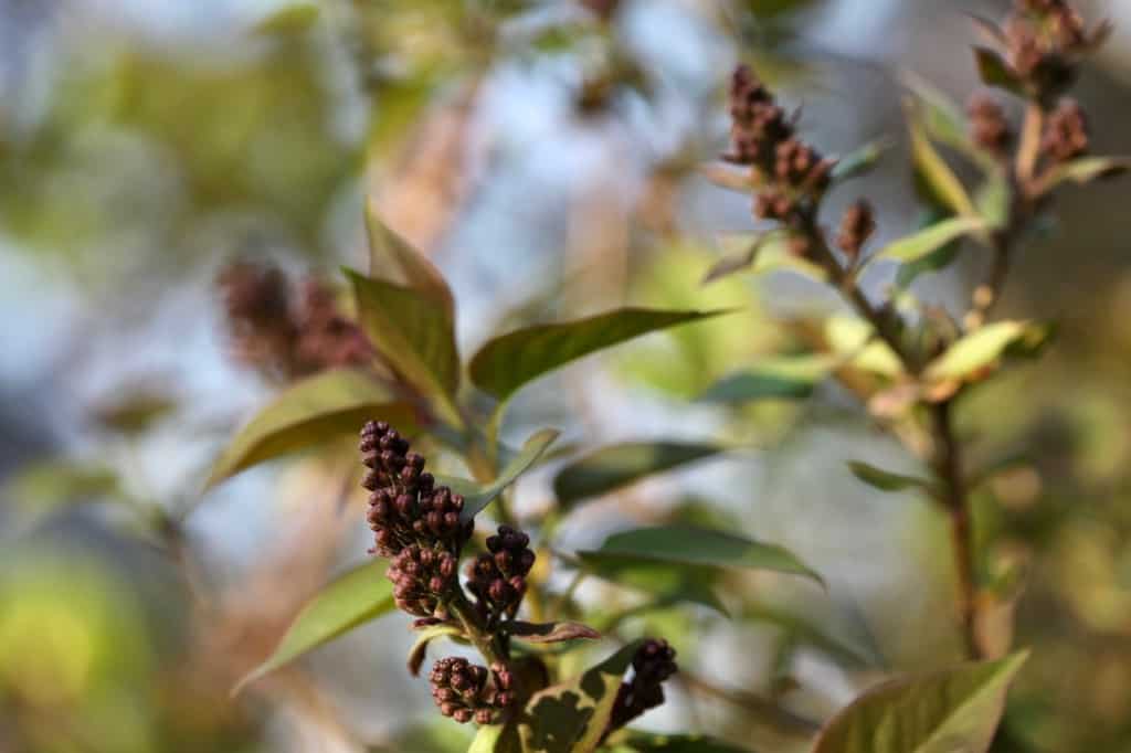 immature lilacs on the bush