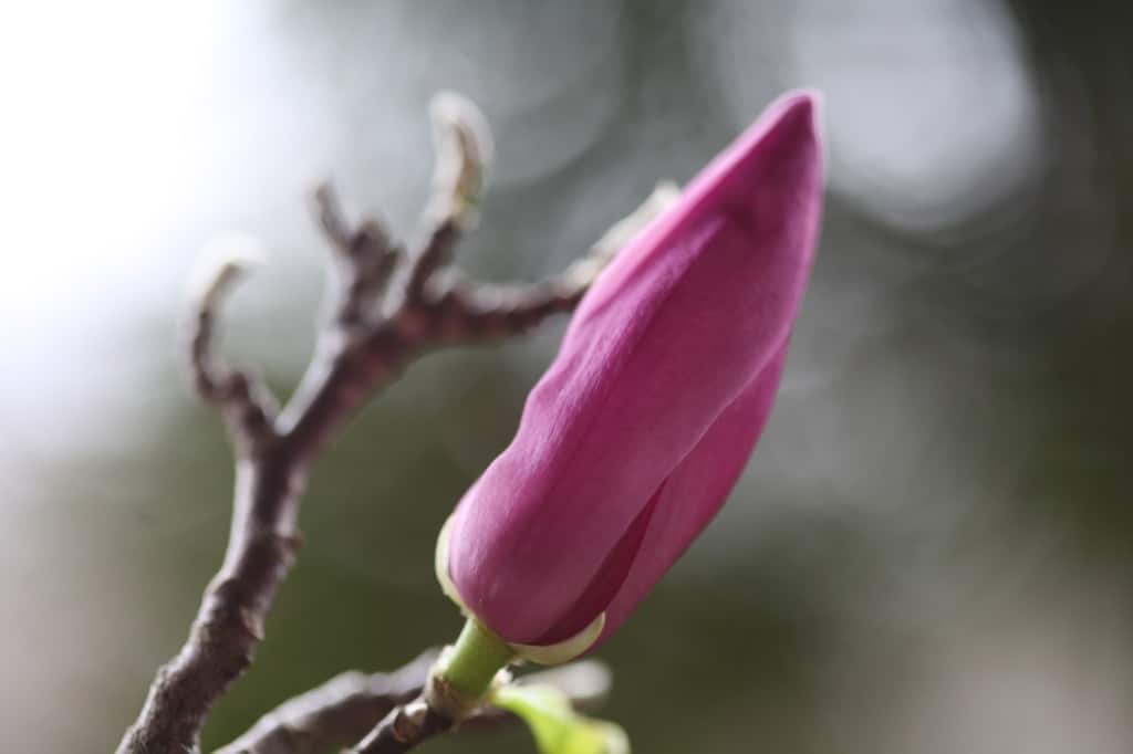 pink magnolia flower bud several weeks after forcing flowering branches