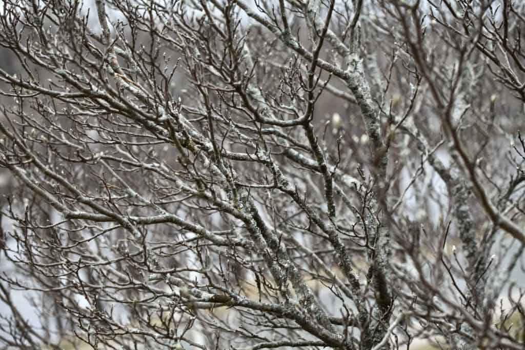 magnolia tree with buds