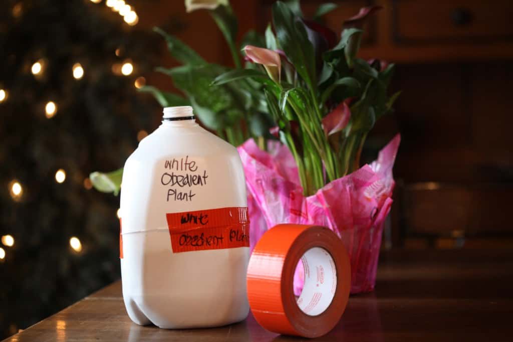 a winter sowing jug planted, labelled and taped before placing outside in the cold