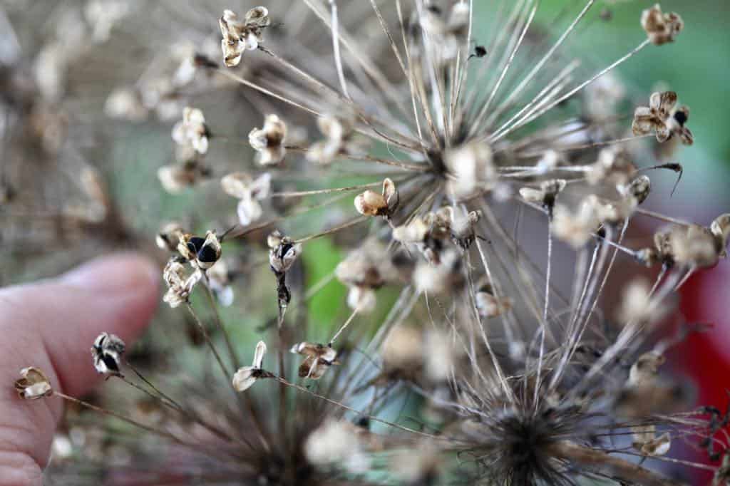 allium seed heads with black seeds