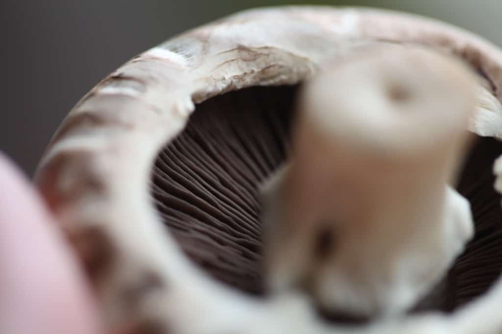notice the gills inside the mushroom cap