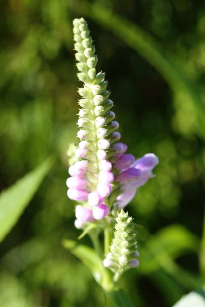 obedient plant blooms symmetrically cover the flower head