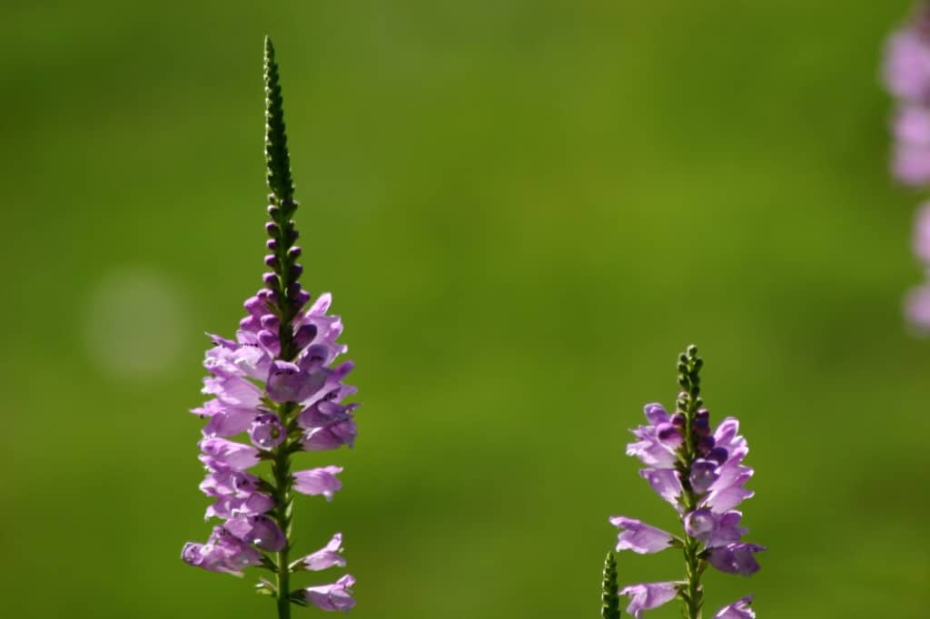 obedient plant flower spikes packed with symmetrically placed blooms 