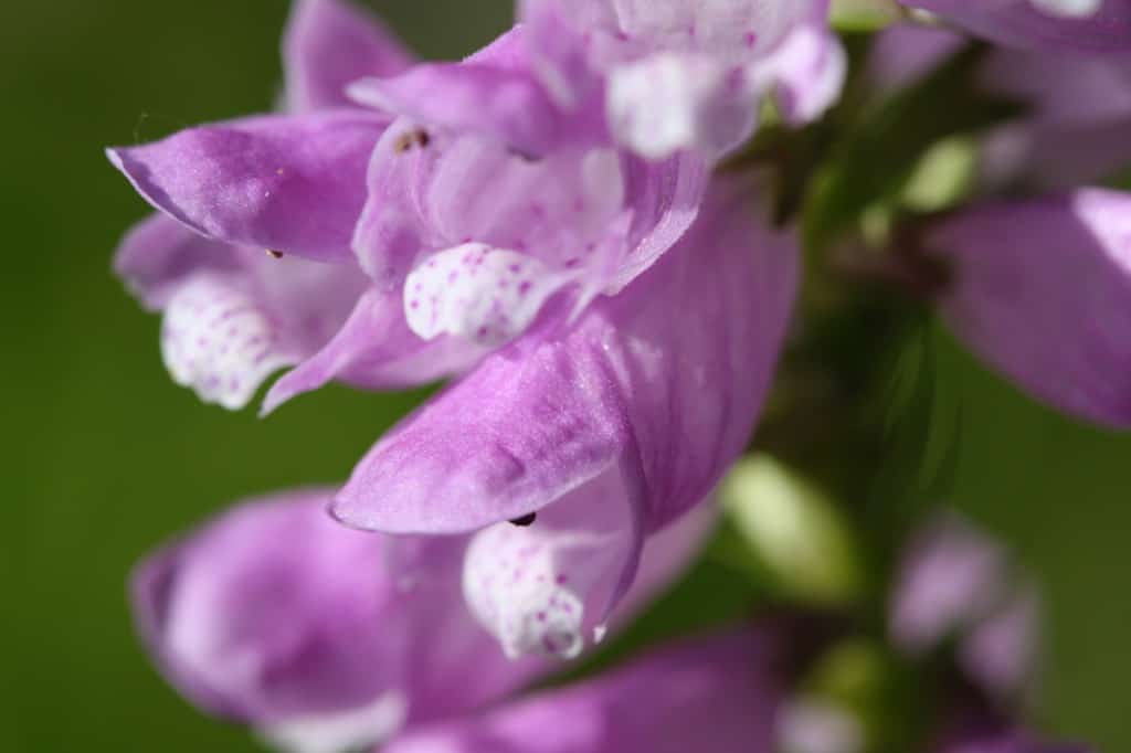 pink obedient plant flowers are tubular and bell shaped