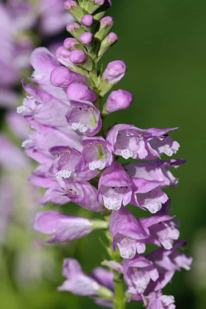 obedient plant flower spike with purple flowers