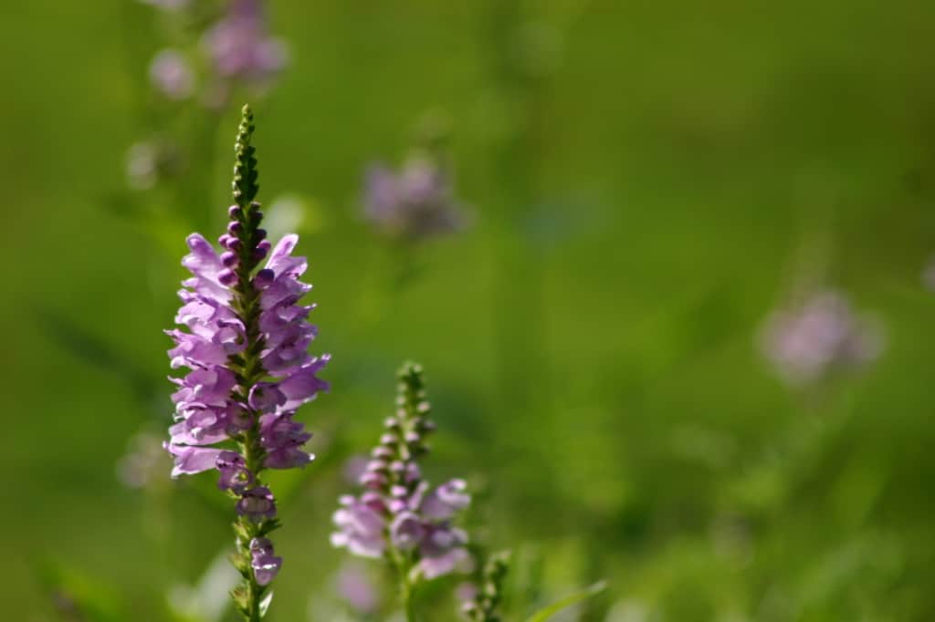 pink flowered obedient plants growing in the garden