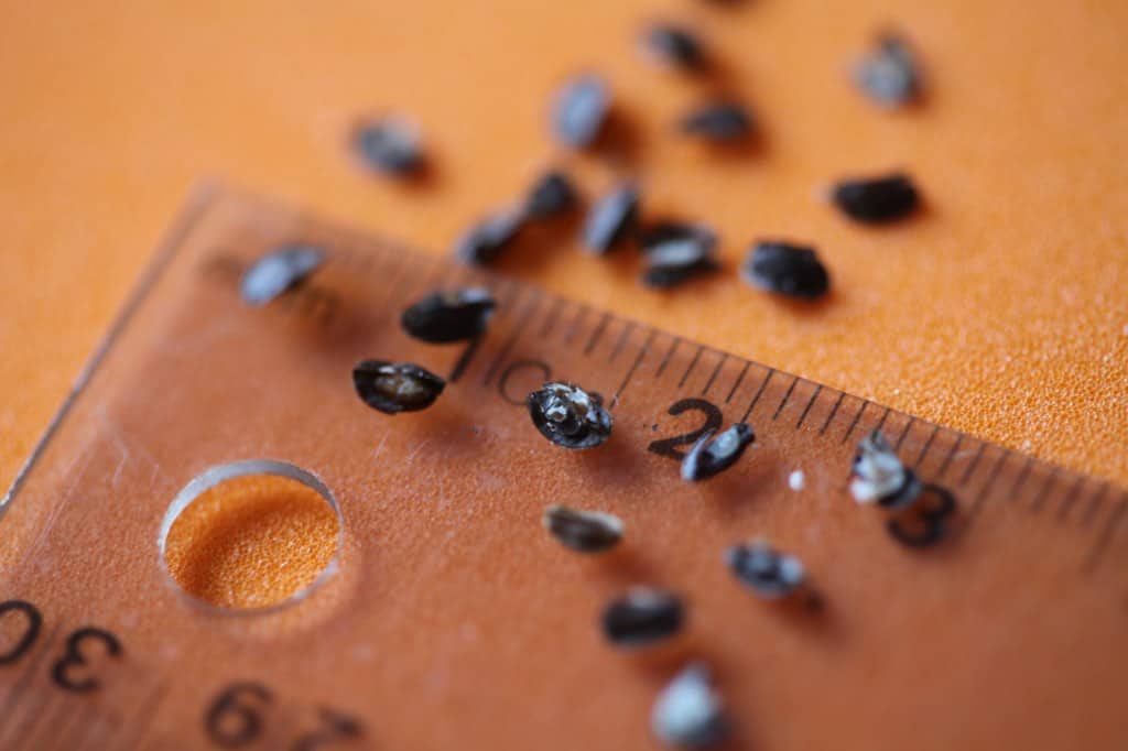 obedient plant seeds on a clear ruler measuring approximately 3mm in length