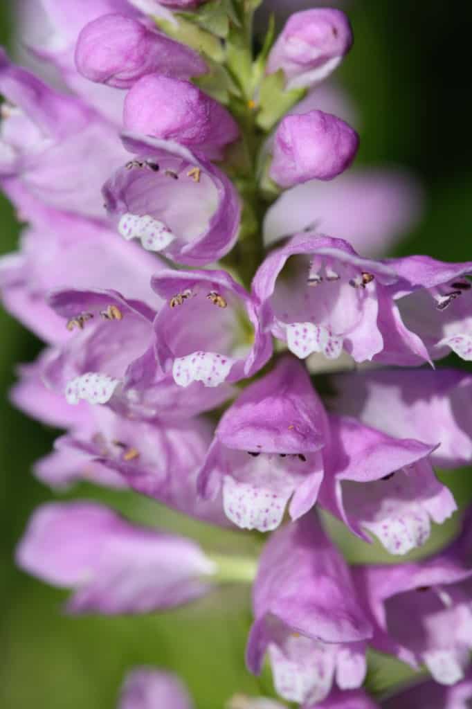 opened blooms on a pink obedient plant