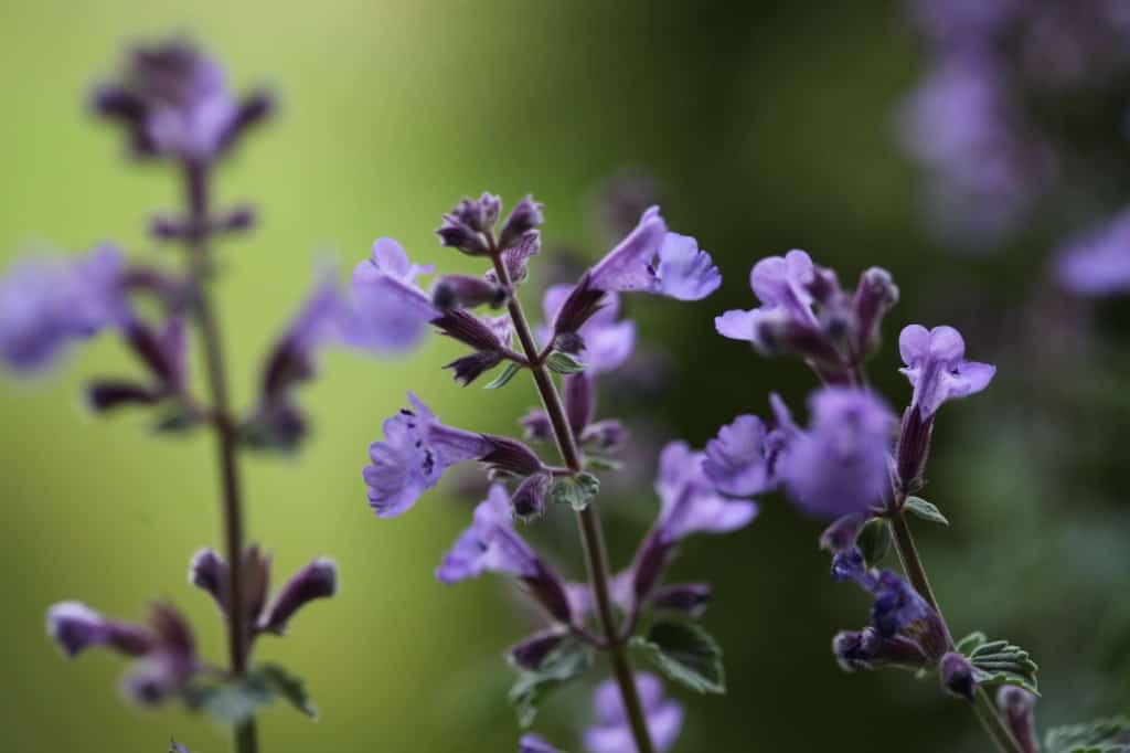 purple flowers of catmint against a blurred green background