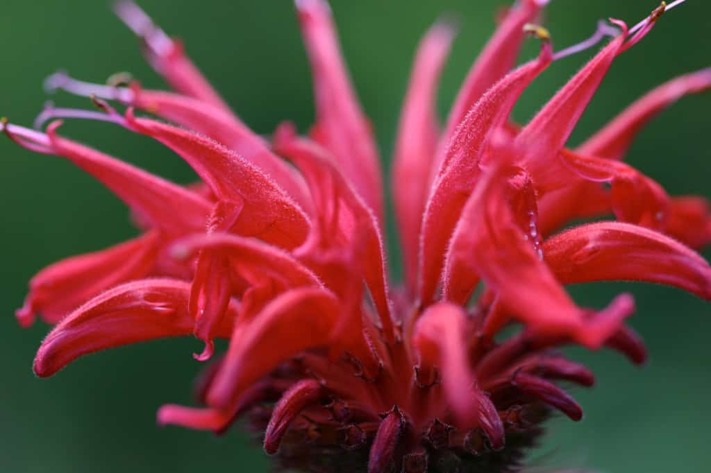 perennial bergamot against a blurred green background