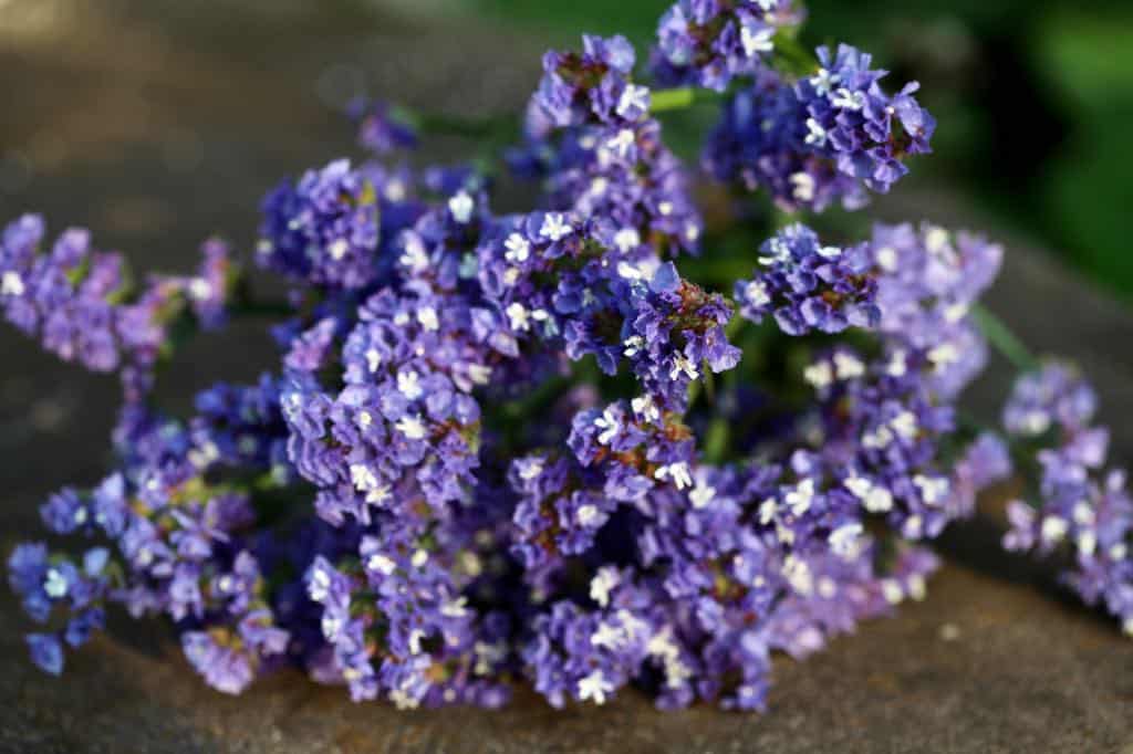 purple statice flowers 